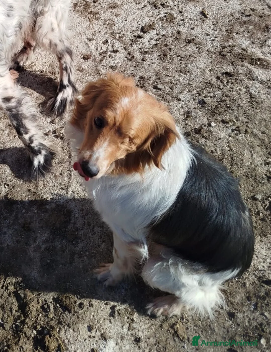 Kooikerhondje cani in regalo: Un anno, taglia medio piccola .  - Annuncio 1