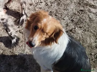 Kooikerhondje cani Un anno, taglia medio piccola . - Annuncio 6