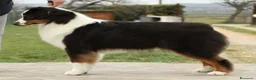 Australian Shepherd cani in vendita: Cuccioli Australian Shepherd - Annuncio 5