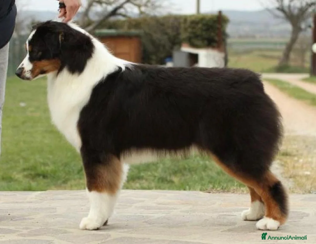 Australian Shepherd cani in vendita: Cuccioli Australian Shepherd - Annuncio 5