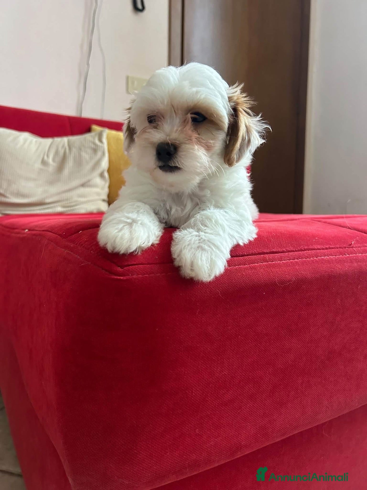 Maltipoo cani Maltipoo  - Annuncio 24