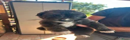 Border Collie cani in vendita: Cuccioli  a Città metropolitana di Palermo - Annuncio 3