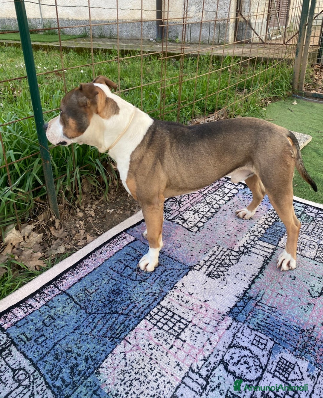 American Bully cani in regalo: American Bully di 3 anni - Annuncio 3