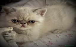 Exotic Shorthair gatti in vendita: CUCCIOLO EXOTIC Blu TabbyPoint-PREZZO INTERESSANTE a Provincia di Verona - Immagine 9