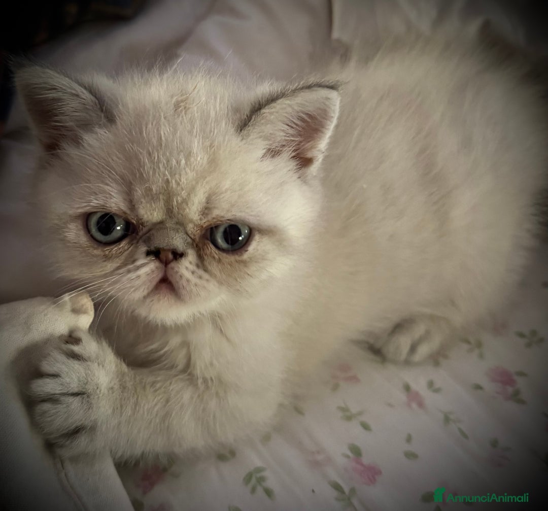 Exotic Shorthair gatti in vendita: CUCCIOLO EXOTIC Blu TabbyPoint-PREZZO INTERESSANTE a Provincia di Verona - Immagine 9