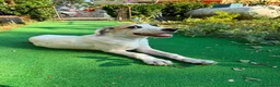Meticcio cani in regalo: India, taglia media! (6mesi) - Annuncio 3