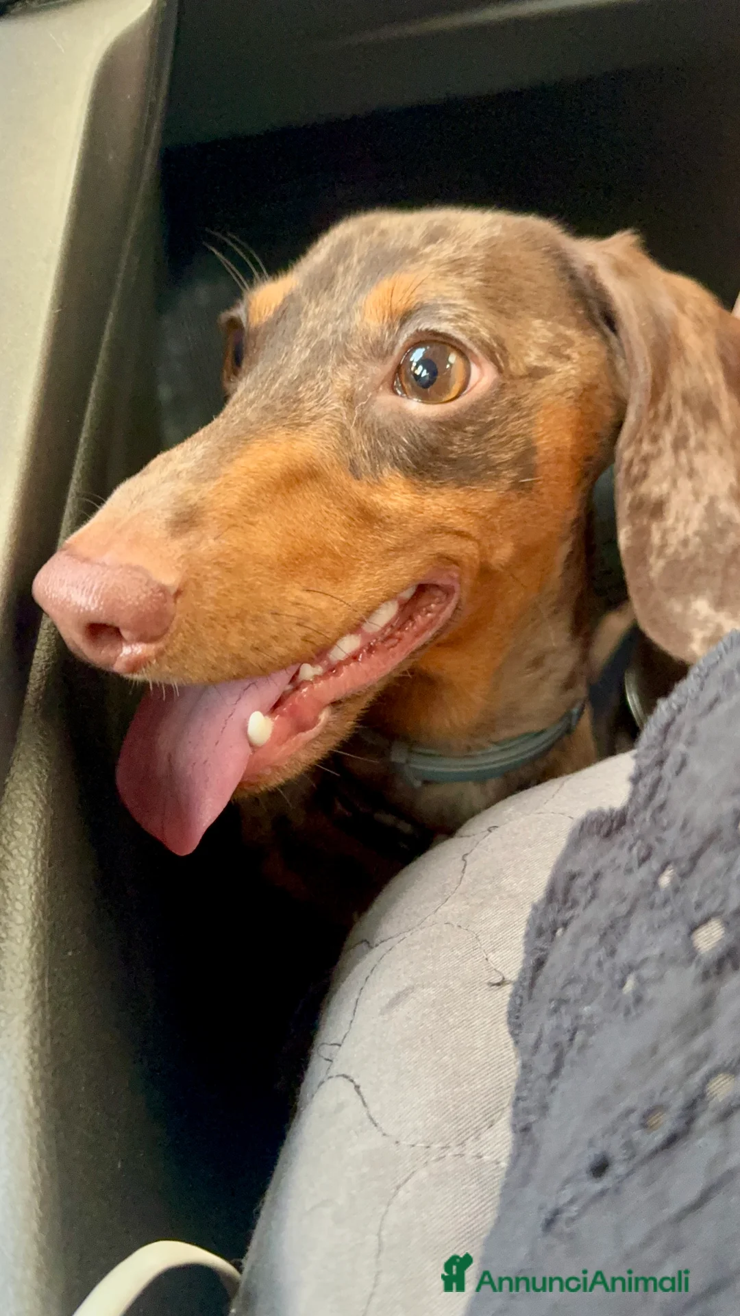 Bassotto cani per accoppiamento: Disponibile bassotto Arlecchino per monta - Annuncio 12