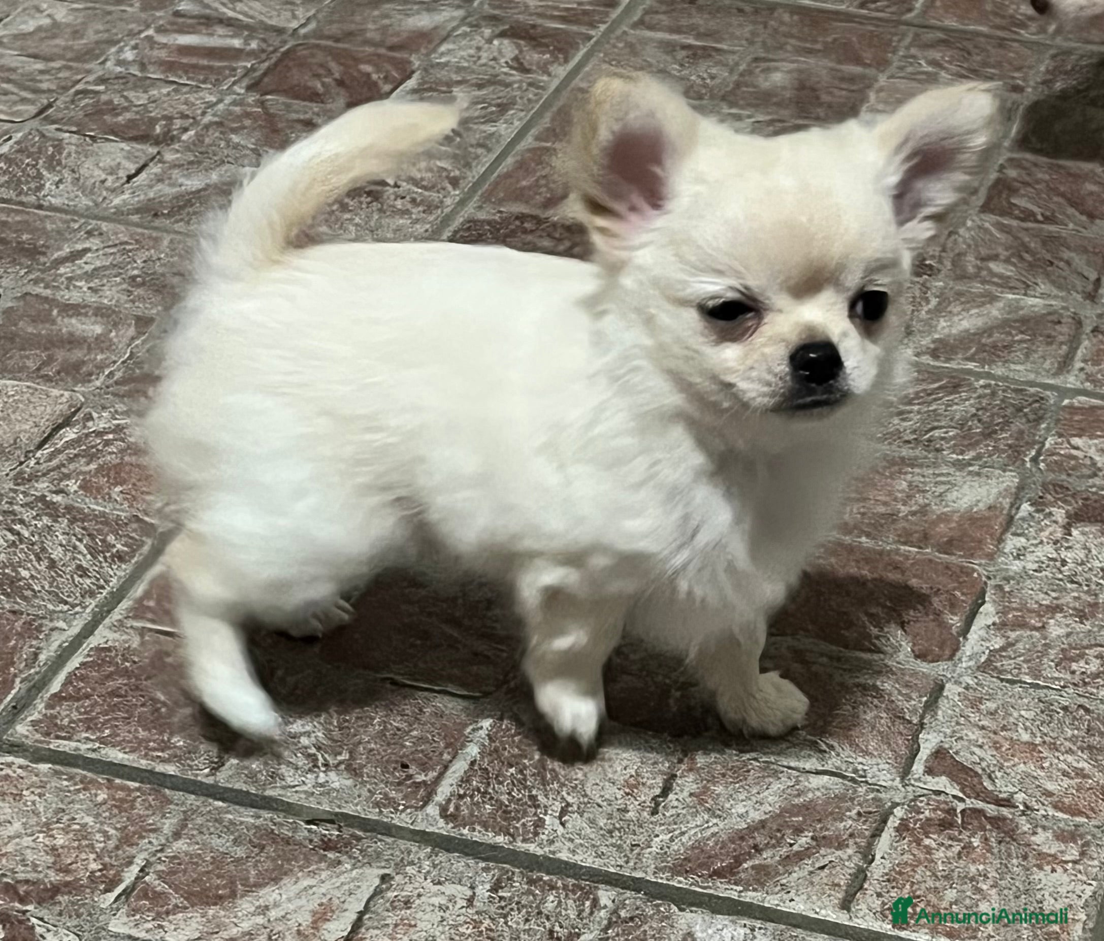 Chihuahua cani Chihuahua maschietto pelo lungo - Annuncio 1