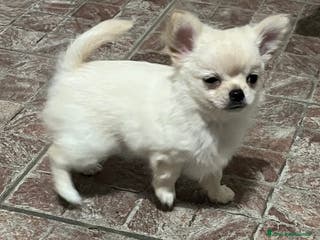 Chihuahua cani Chihuahua maschietto pelo lungo - Annuncio 1