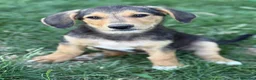 Meticcio cani in regalo: 3 simpaticissimi cuccioli dalle lunghe orecchie! - Annuncio 4