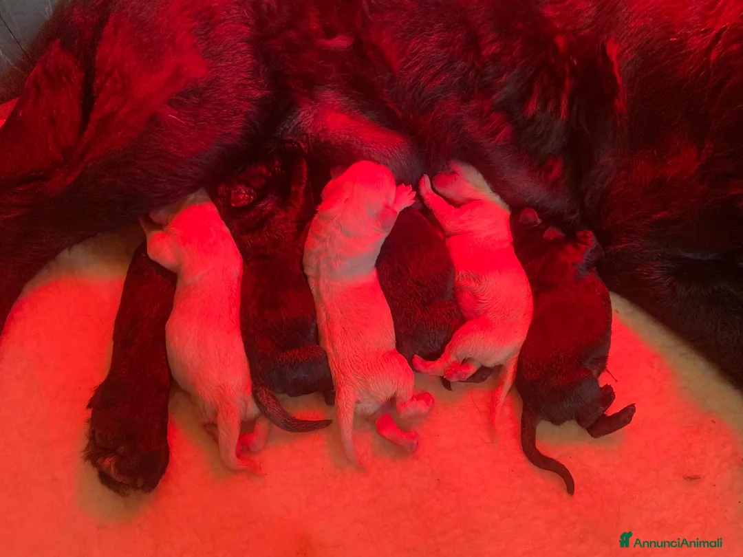 Labrador cani in vendita: Cuccioli Labrador Retriever a Provincia di Livorno - Annuncio 2