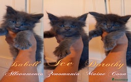 Maine Coon gatti in vendita: Gattini Maine coon - Immagine 2