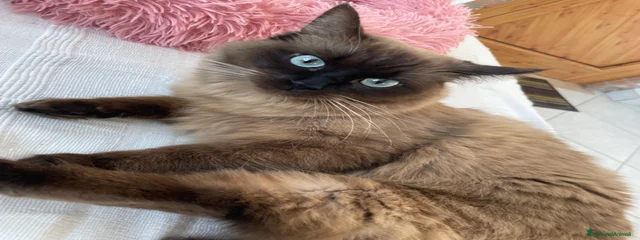 Moka