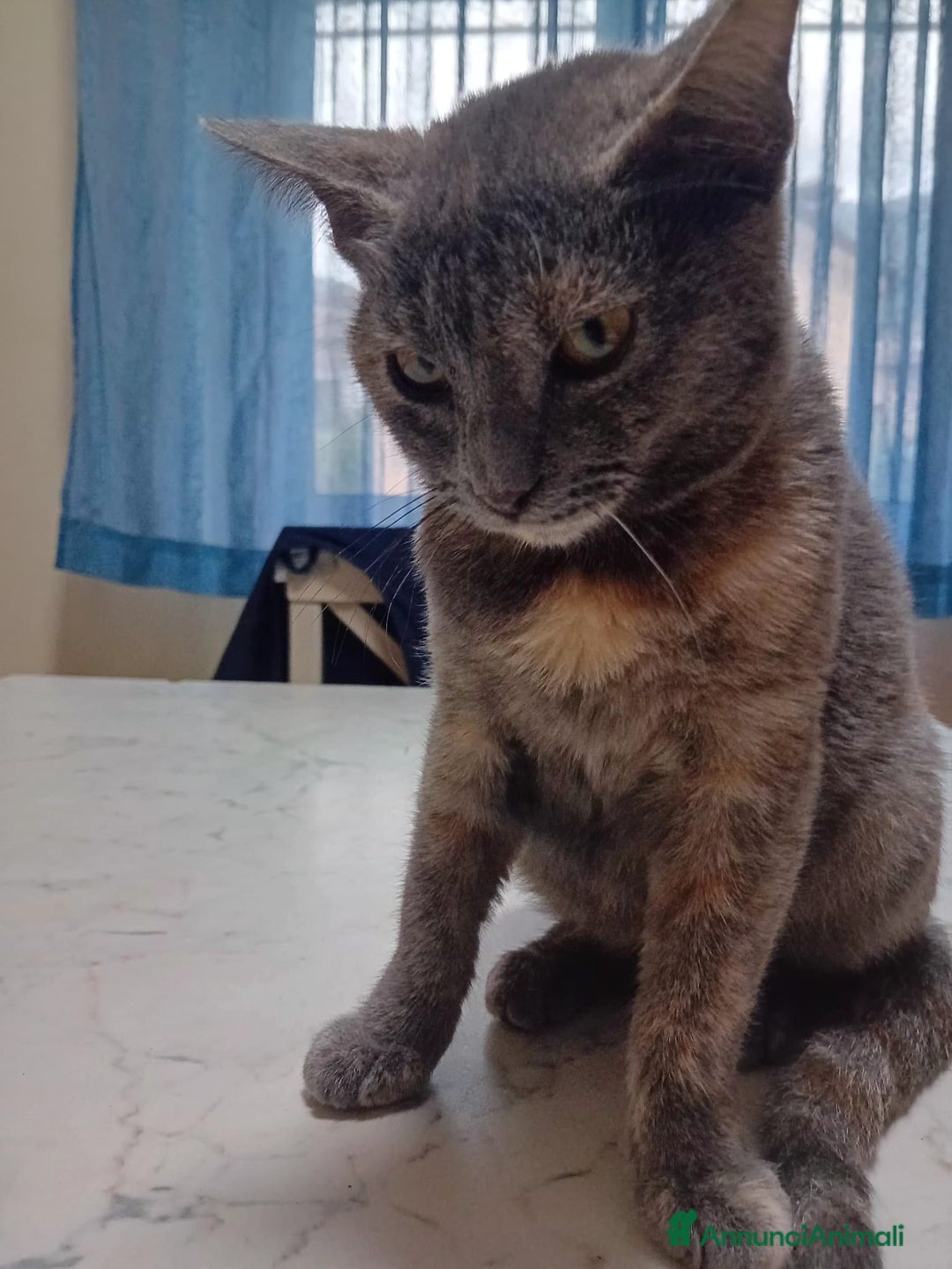 Meticcio gatti in regalo: MI ADOTTI? - Annuncio 3