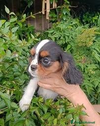 Cavalier King cani Cuccioli Cavalier king pedigree - Annuncio 4