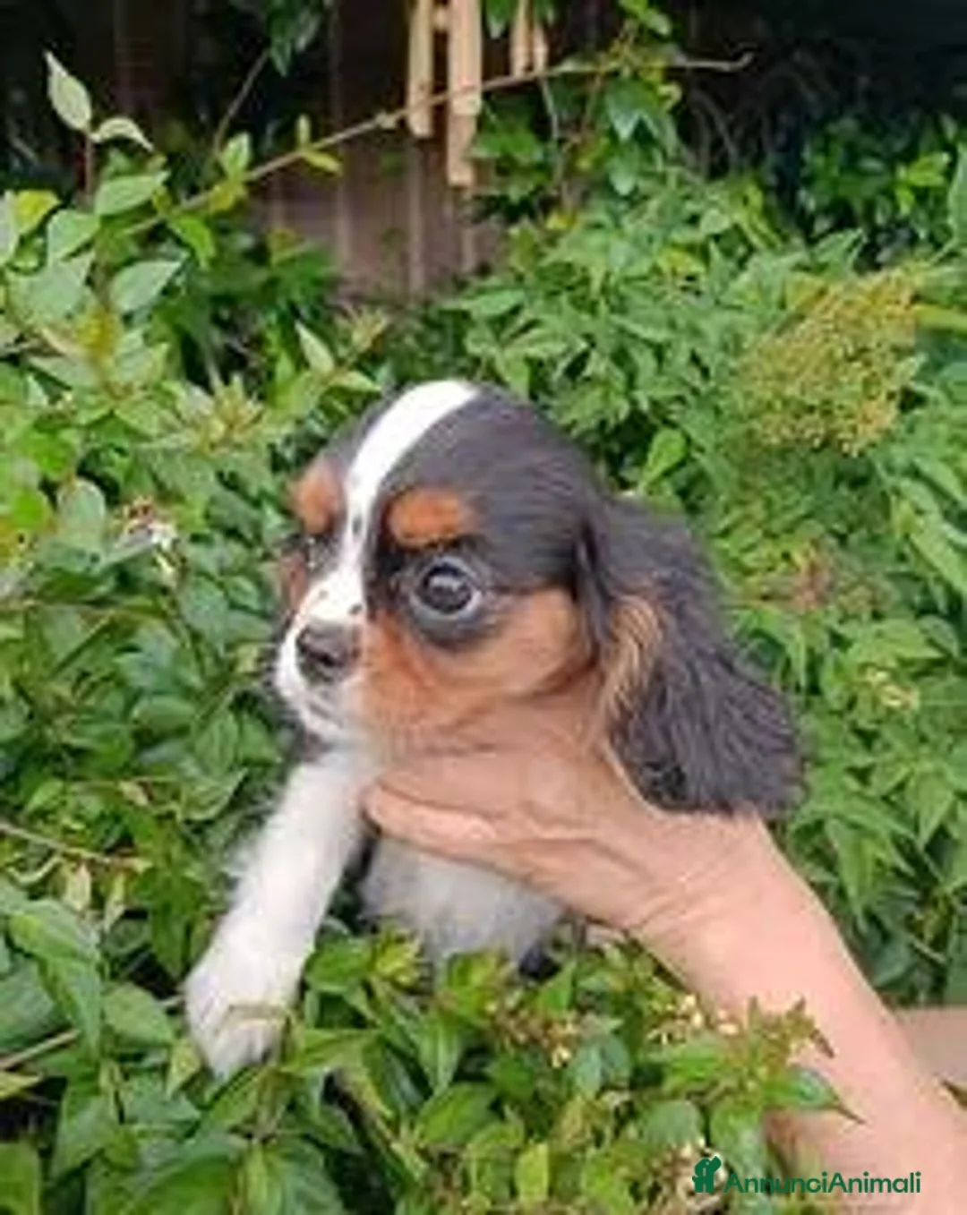 Cavalier King cani in vendita: Cuccioli Cavalier king pedigree - Annuncio 1