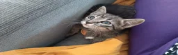 Europeo gatti in vendita: Gattina Svezzata e abituata alla lettiera  - Annuncio 8