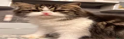 Scottish gatti in vendita: Cuccioli Scottish Fold  - Annuncio 6