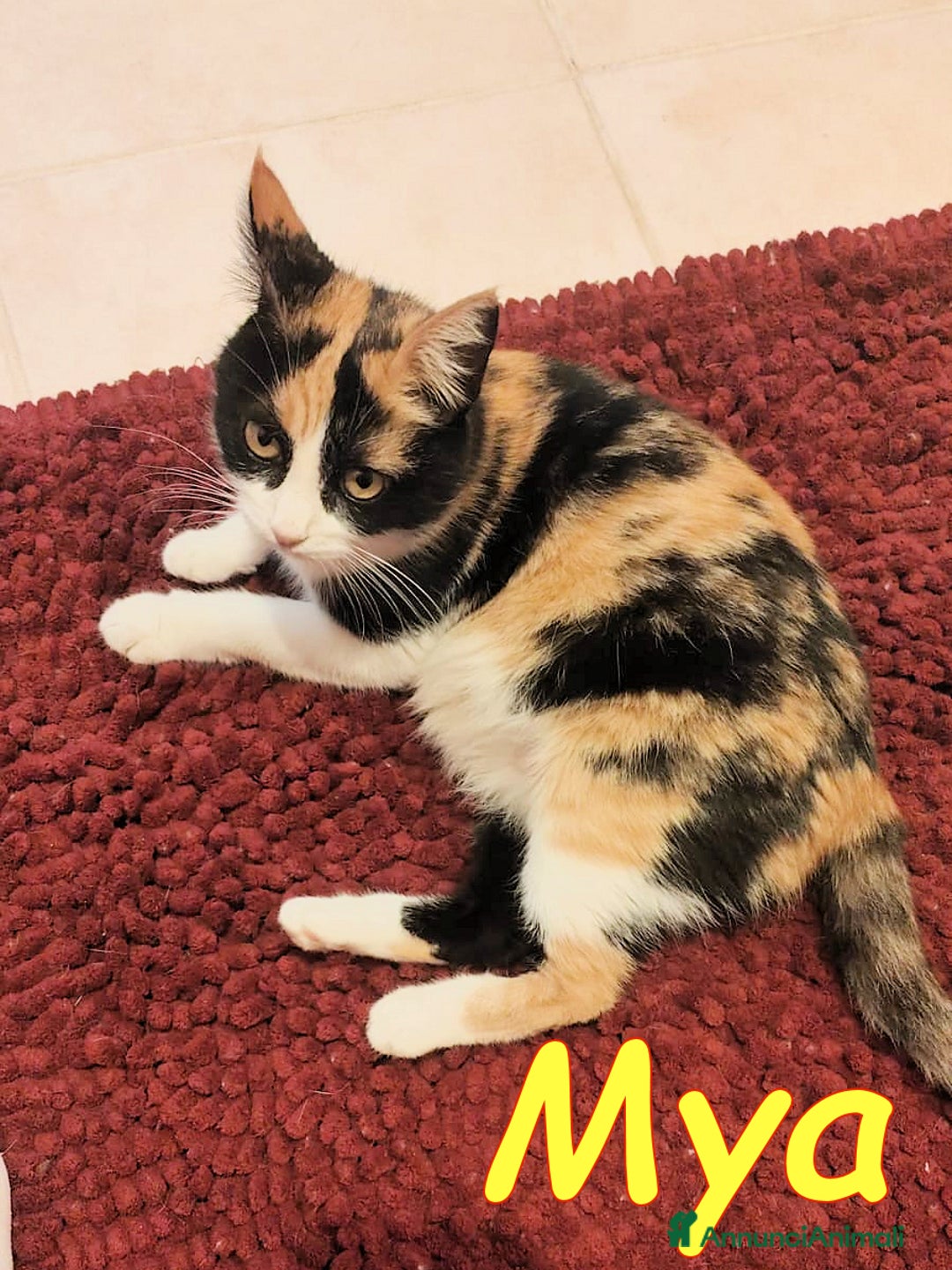 Europeo gatti in regalo: MYA DOLCISSIMA GATTINA AFFETTUOSA - Annuncio 3