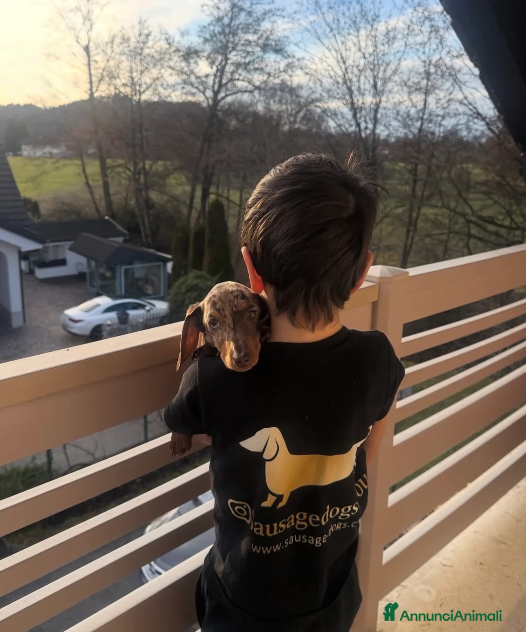 Bassotto cani in vendita: Bassoti Nani  - Annuncio 5