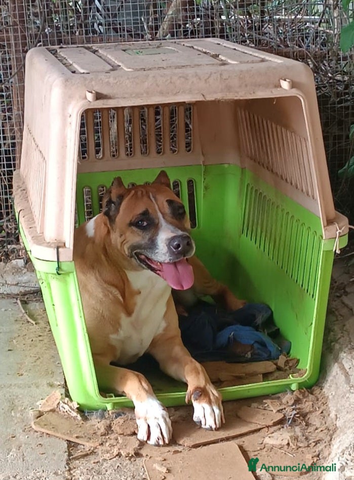 Meticcio cani UNA FAMIGLIA PER AKIRA - Annuncio 31