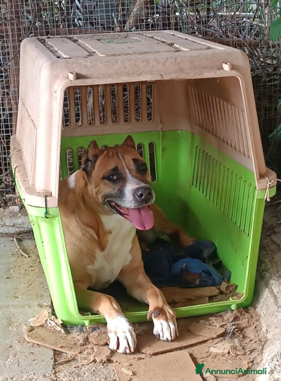 Meticcio cani in regalo: UNA FAMIGLIA PER AKIRA - Annuncio 1