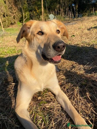 Meticcio cani in regalo: RAILY 4 anni brava, affettuosa - Annuncio 3