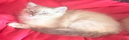 Ragdoll gatti in vendita: Cucciolo Ragdoll maschio 3 mesi - Annuncio 2