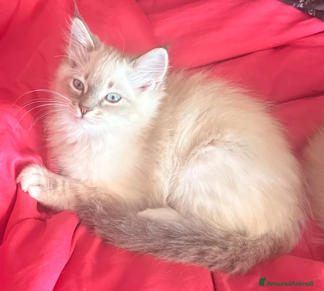 Ragdoll gatti in vendita: Cucciolo Ragdoll maschio 3 mesi - Annuncio 2