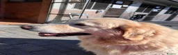 Meticcio cani in regalo: SALOMONE MAREMMANO - Annuncio 8