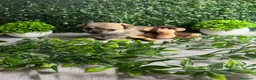 Chihuahua cani in vendita: Cuccioli chihuahua a Provincia di Cremona - Annuncio 7