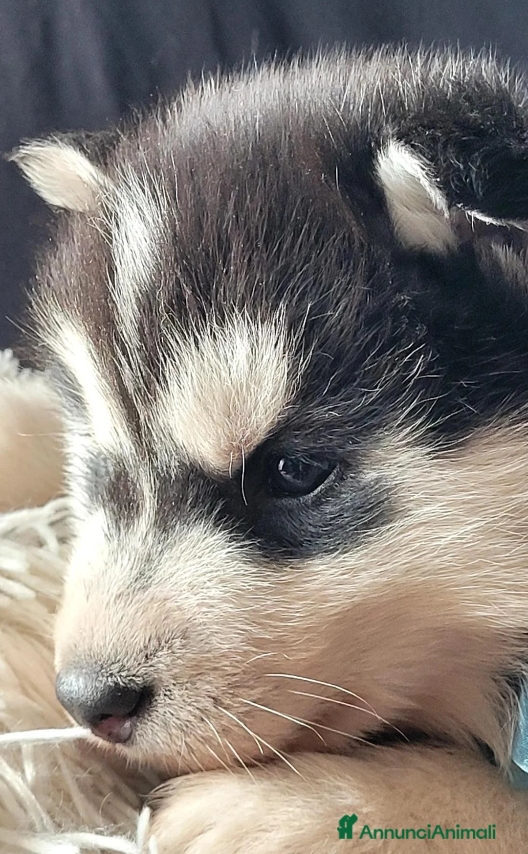 Husky cani in vendita: SIBERIAN HUSKY CUCCIOLATA CON PEDIGREE  - Annuncio 6