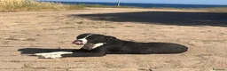 Meticcio cani in regalo: KURMO 💙-aiutaci!! È in mezzo alla strada, solo - Annuncio 3