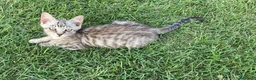 Meticcio gatti in regalo: GATTI ADULTI E GATTINI PICCOLI a Provincia di Piacenza - Annuncio 10
