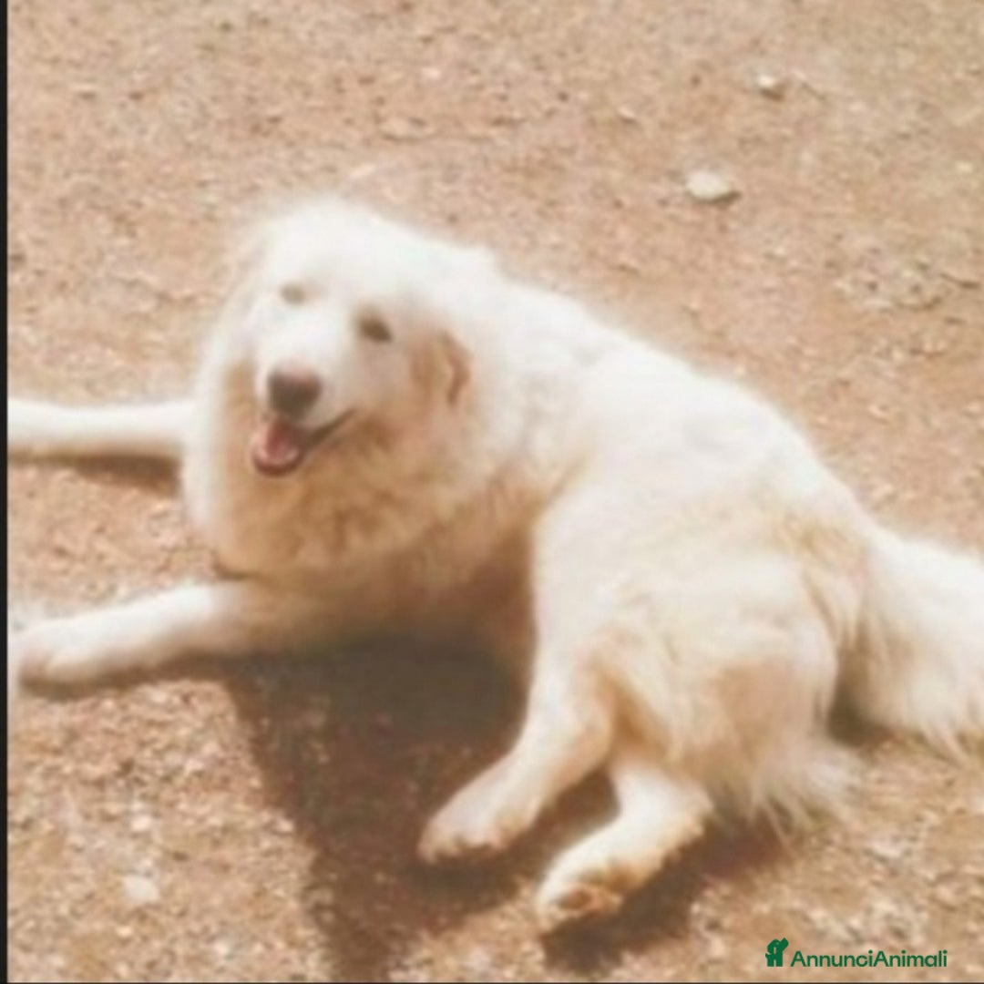 Pastore Maremmano cani in regalo: George Maremmano 3anni mollato in 1terreno.CALABR a Città metropolitana di Milano - Annuncio 1