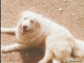 Pastore Maremmano cani George Maremmano 3anni mollato in 1terreno.CALABR a Città metropolitana di Milano - Annuncio 2