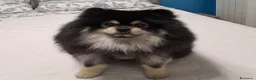 Volpino Pomerania cani per accoppiamento: Accoppiamento volpino pomerania  a Provincia di Novara - Annuncio 1