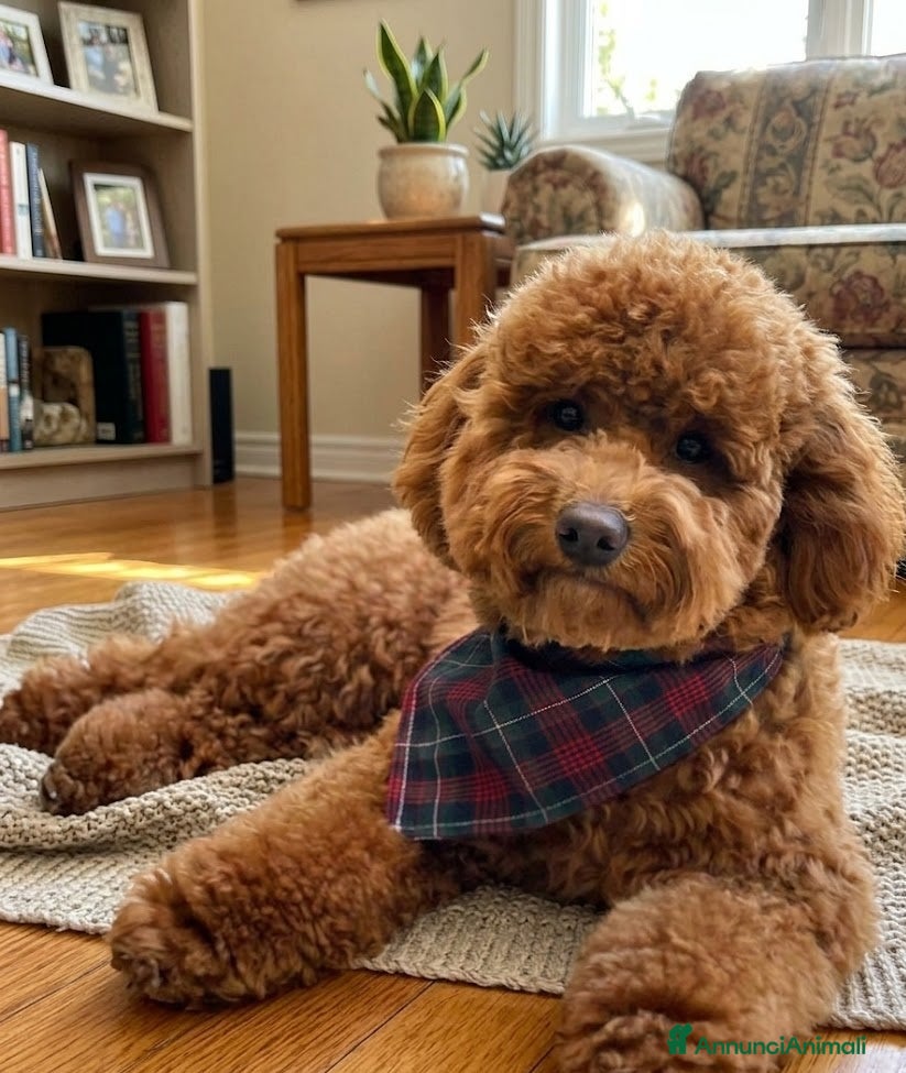 Barboncino cani Barboncino toy red - Annuncio 1