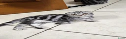 Scottish gatti in vendita: Gattini scottish fold  - Annuncio 4