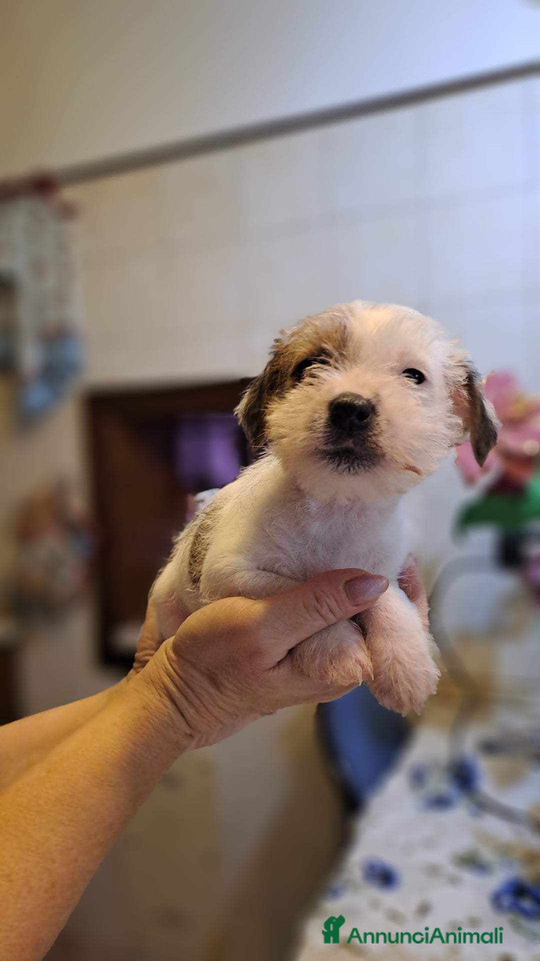 Jack Russell cani in vendita: Cuccioli di Jack Russell con pedigree  - Annuncio 13
