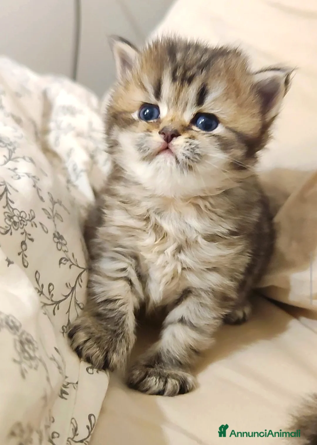 Persiano gatti in vendita: Persiano chinchillà  - Annuncio 3