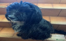 Altre razze cani in regalo: cuccioli incroccio pincher a Provincia di Sassari - Immagine 11