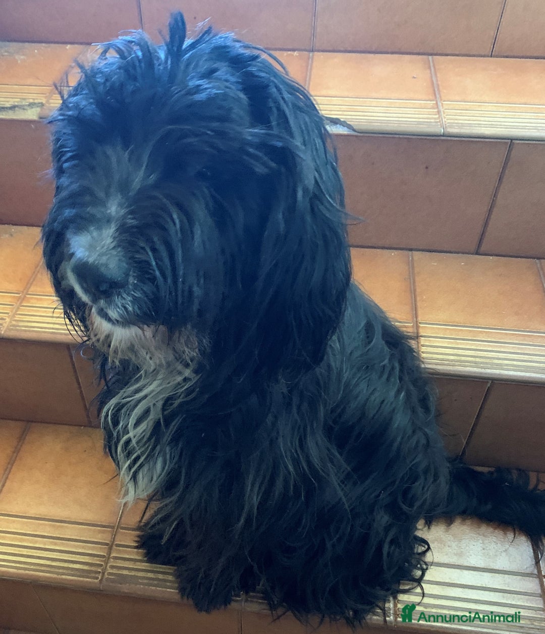 Altre razze cani in regalo: cuccioli incroccio pincher a Provincia di Sassari - Immagine 11
