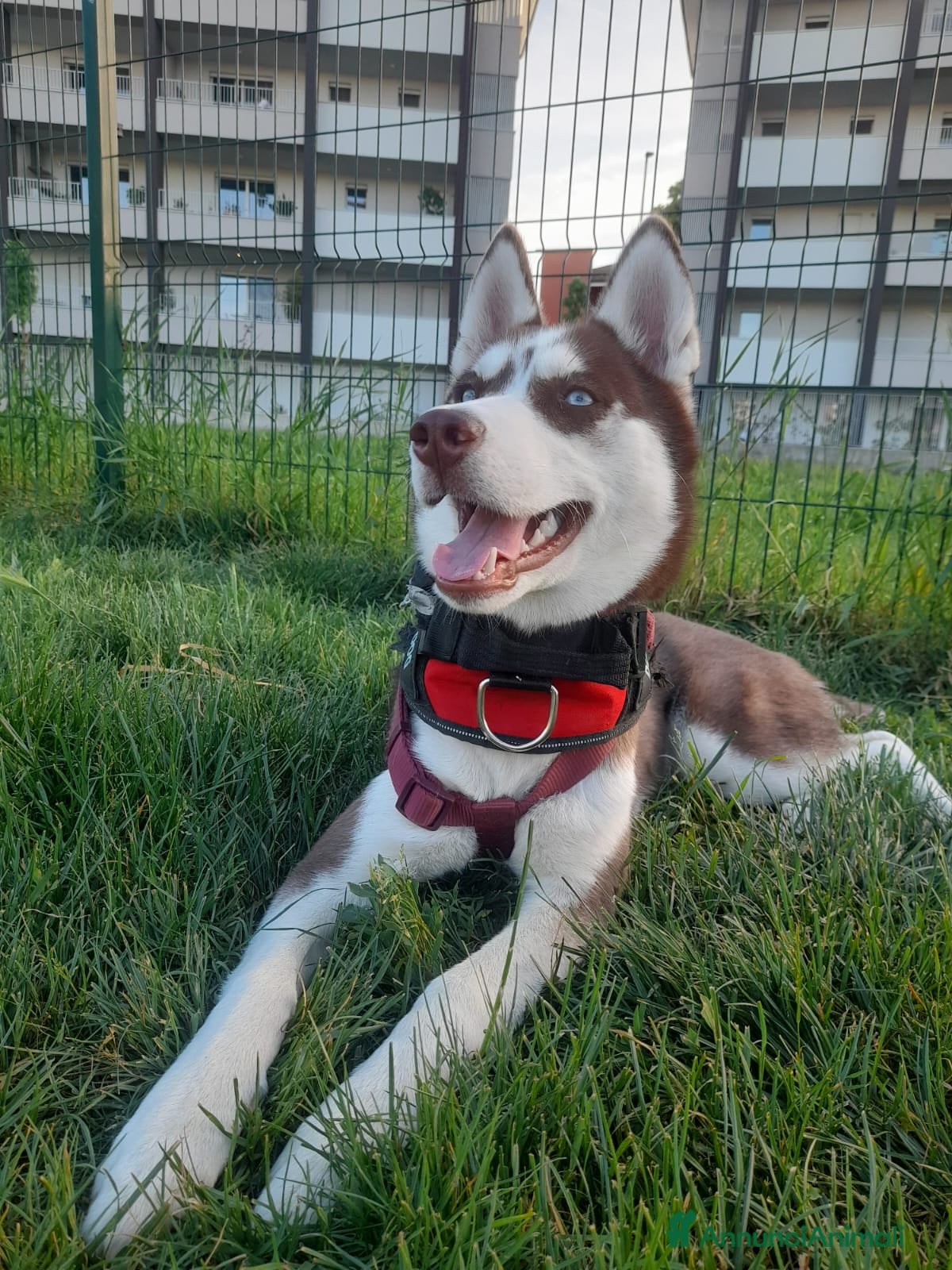 Husky cani Cucciola husky siberiano  - Annuncio 8