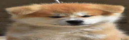Akita Inu cani in vendita: Cucciolo Akita inu (Top Selection) a Città metropolitana di Roma Capitale - Annuncio 40