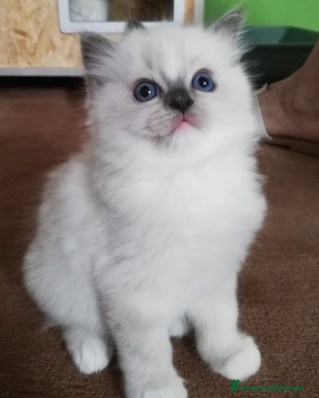 Ragdoll gatti in vendita: Cuccioli Ragdoll a Provincia di Bergamo - Immagine 9