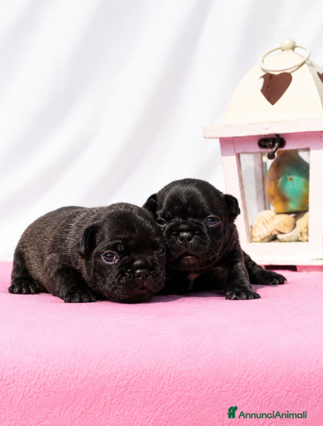 Bulldog Francese cani FANTASTICI CUCCIOLI nati il 6 Luglio! - Annuncio 1