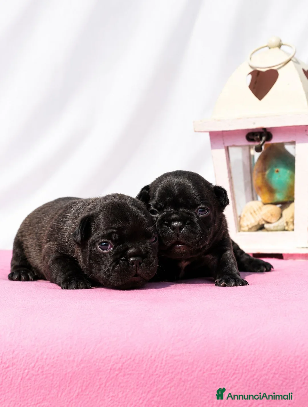 Bulldog Francese cani in vendita: FANTASTICI CUCCIOLI nati il 6 Luglio! - Annuncio 1