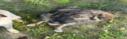 Meticcio cani in regalo: MIA 🩷 UNA FORZA DELLA NATURA CERCA CASA a Provincia di Pesaro e Urbino - Annuncio 4