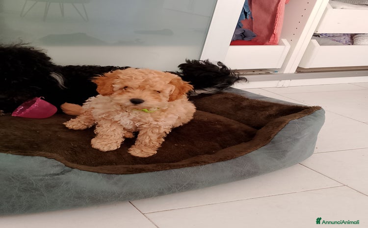 Barboncino cani a Provincia di Avellino - Annuncio 13